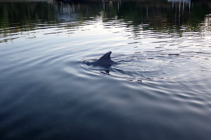 Intimate Wildlife Cruise on Kings Bay: Explore Florida’s Manatee Haven
