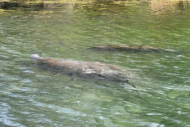Intimate Wildlife Cruise on Kings Bay: Explore Florida’s Manatee Haven photo 2