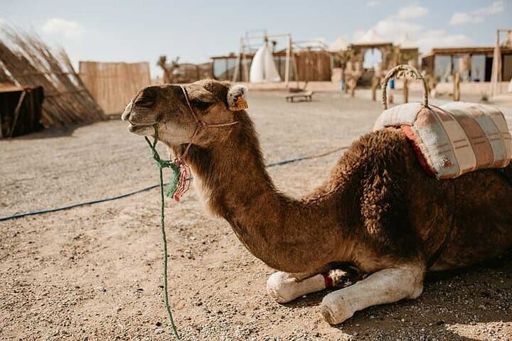 2-Day Marrakech to Zagora Desert Tour — Camel Ride & Overnight Berber Camp photo 2