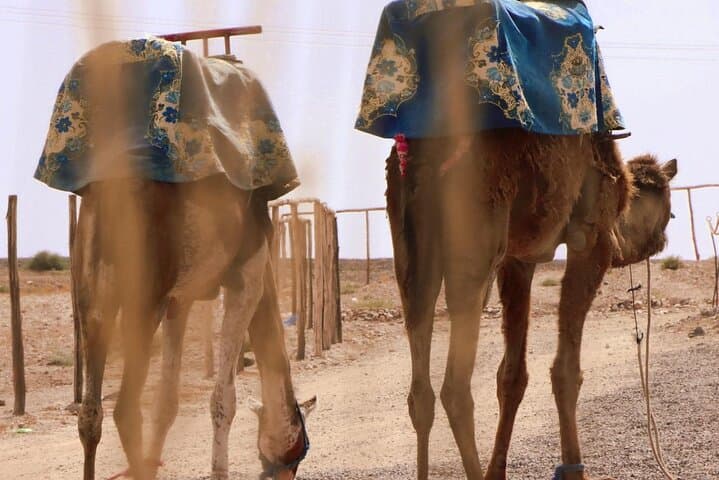 2-Day Marrakech to Zagora Desert Tour — Camel Ride & Overnight Berber Camp photo 3
