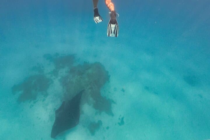 Half-Day Bora Bora Lagoon Combo: Snorkel Coral Gardens, Rays & Blacktip Sharks