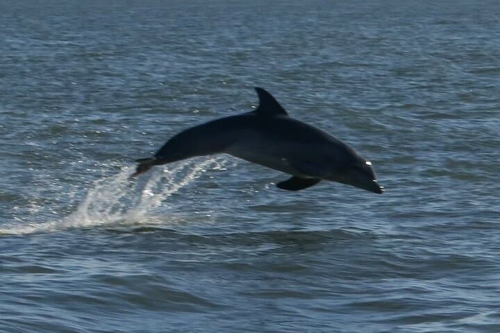 St Augustine Dolphin Tails & History Cruise from Vilano Pier photo 6