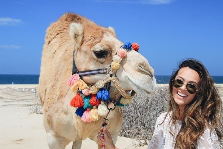 Cabo Camel Ride: Pacific Beach Safari with Tequila & Oceanfront Buffet