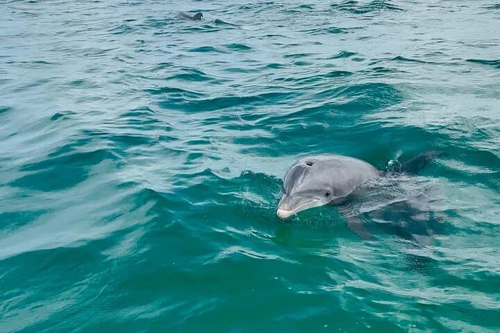 Panama City Beach Dolphin Swim and Shell Island Snorkel Tour photo 2