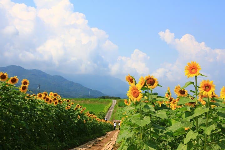 E‑Bike Sunflower Loop from Kotohira to Manno — Summer Cycling & Udon Stops