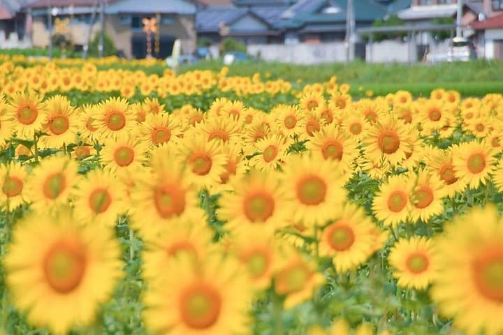 E‑Bike Sunflower Loop from Kotohira to Manno — Summer Cycling & Udon Stops photo 4