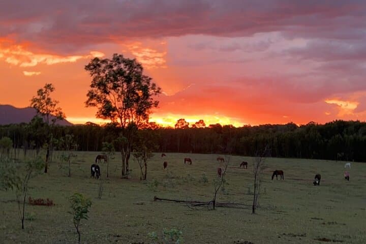 Hunter Valley Sunrise Horse Ride — 75-Minute Rise and Shine to the Broken Back Range photo 3