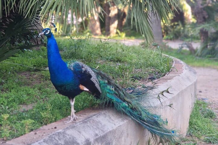 Parc Samà from Salou: Historic Botanic Garden Visit with Vermouth Tasting photo 4