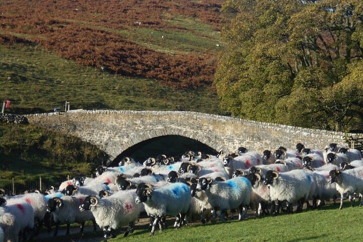 Explore All Creatures Great and Small: Windermere to the Yorkshire Dales Tour photo 6