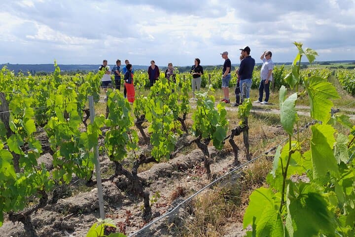Sauvignon & Gamay Walk: Organic Touraine Vineyard Visit and Tasting