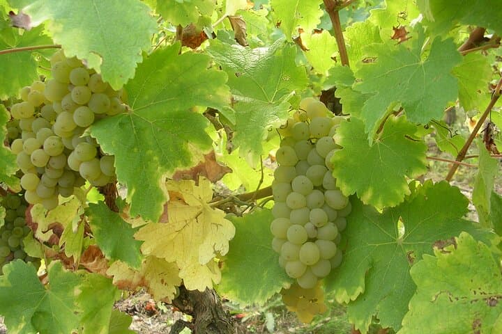 Sauvignon & Gamay Walk: Organic Touraine Vineyard Visit and Tasting photo 3