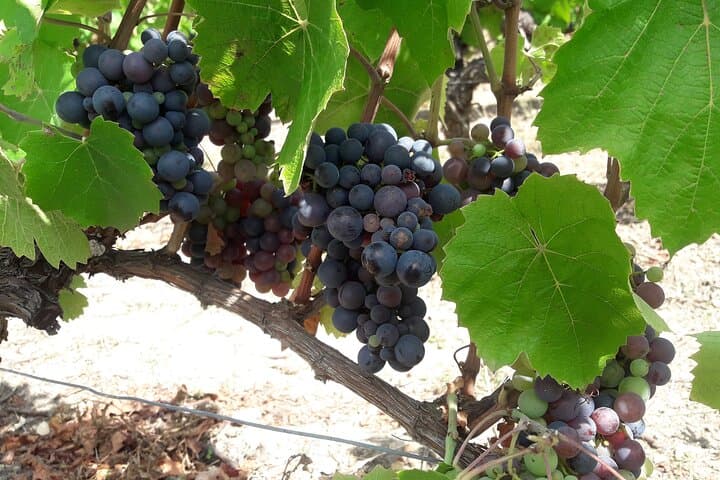 Sauvignon & Gamay Walk: Organic Touraine Vineyard Visit and Tasting photo 4