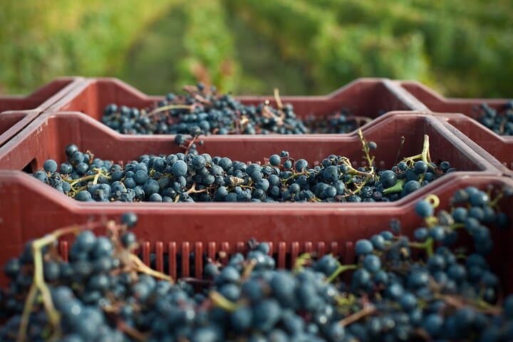 Sauvignon & Gamay Walk: Organic Touraine Vineyard Visit and Tasting photo 6