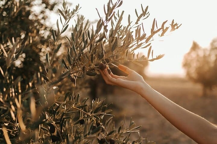 Crete Wine Tasting & Vouves Ancient Olive Tree Half-Day Tour