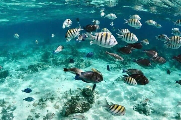 Nassau Catamaran Snorkel & Gilligan's Island Beach Day with Turtles photo 2