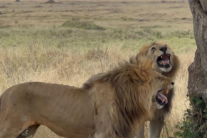 Dar es Salaam to Mikumi: 3-Day Private Scenic Safari from Dar es Salaam