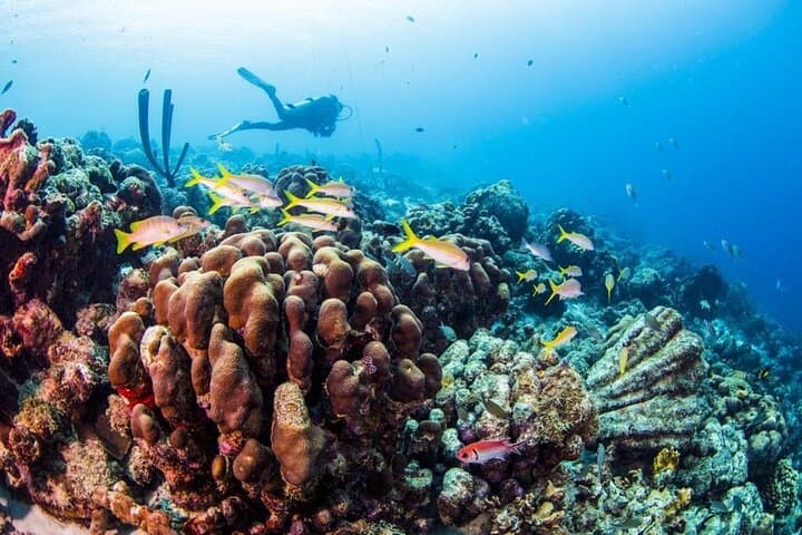 Búzios Shore Dive: Beginner Scuba & Snorkel at João Fernandes Reef photo 2