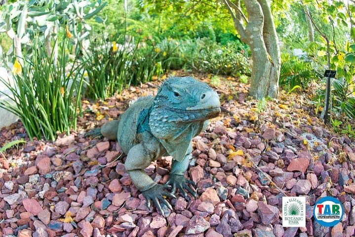 Cayman Crystal Caves & Pedro St James: Day Tour from George Town photo 5