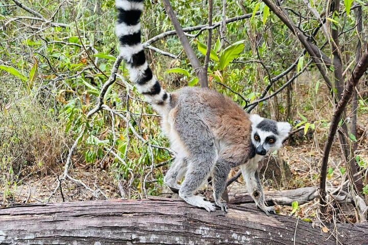 Madagascar Classic 10-Day Adventure: Indri, Isalo Canyons & Ifaty Lagoon photo 6