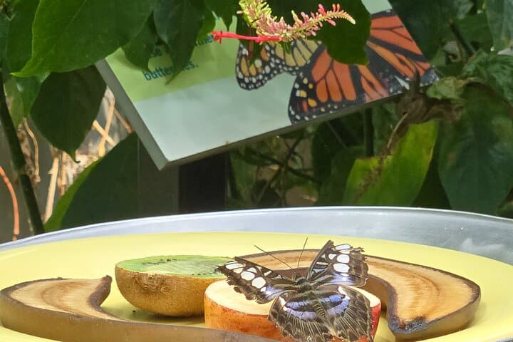 Chicago's Lincoln Park Nature Walk: Private Museum, Conservatory & Zoo Tour photo 2