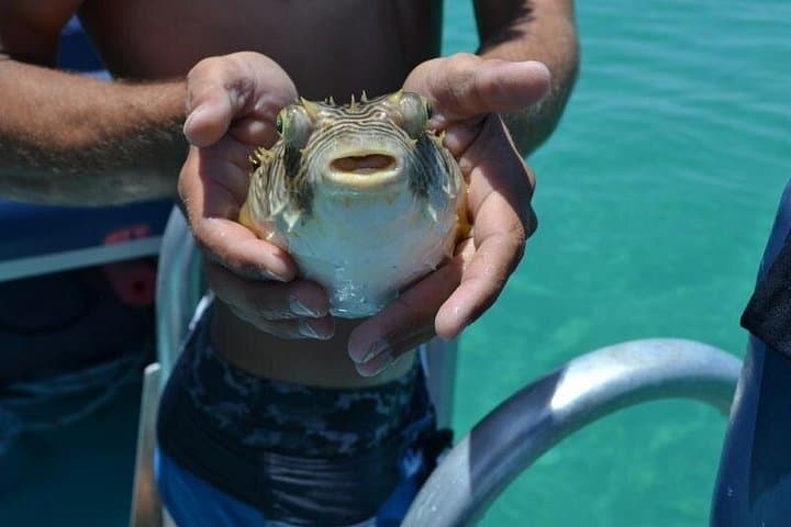 Dolphin and Snorkeling Tour in Panama City — St. Andrews & Shell Island photo 2