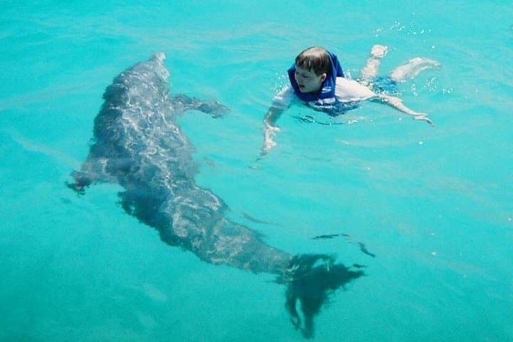 Dolphin and Snorkeling Tour in Panama City — St. Andrews & Shell Island photo 1