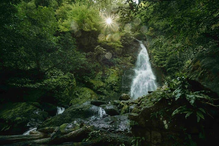 Green Paradise: Mtirala National Park and Batumi Botanical Garden Day Trip photo 3