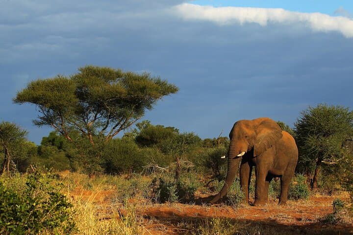 Half-Day Safari: Tala Game Reserve & Natal Park Wildlife Tour from Durban