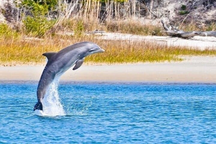 St. Augustine Dolphin and Nature Boat Excursion: 90-Min Eco Boat Tour