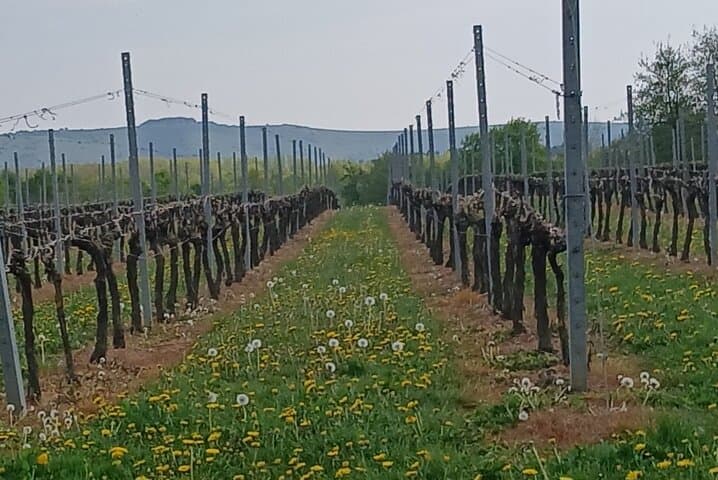 South Downs Wine Walk: Ridgeview & Artelium Private Tour photo 5