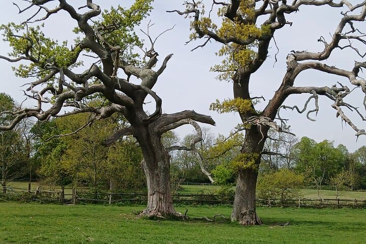 South Downs Wine Walk: Ridgeview & Artelium Private Tour photo 4