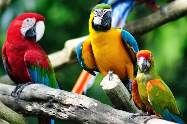 Bird Paradise & Penguin Cove Buffet Lunch — Mandai's Living Aviary Experience photo 2