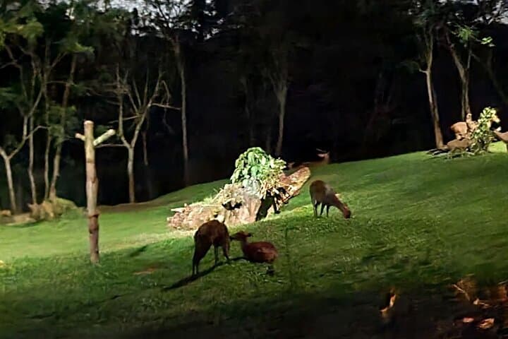 Night Safari Singapore: Tram Ride, Walking Trails & Dinner Options photo 4