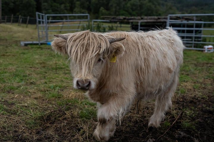 Highland Cow Hike in the Pentland Hills — Day Hike from Edinburgh photo 3