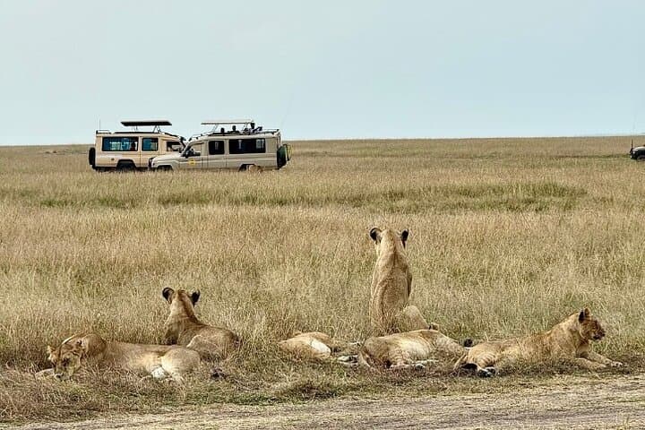 3-Day Maasai Mara Migration Safari: Big Five & Wildebeest River Crossings photo 3