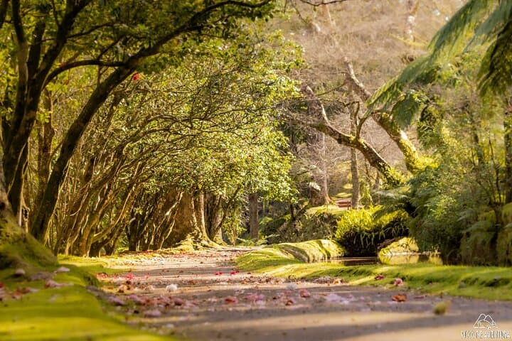 Furnas Full-Day Tour: Hot Springs, Cozido Stew & Gorreana Tea