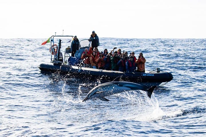Whale Watching and Dolphin Swim Tour — São Miguel, Azores photo 1