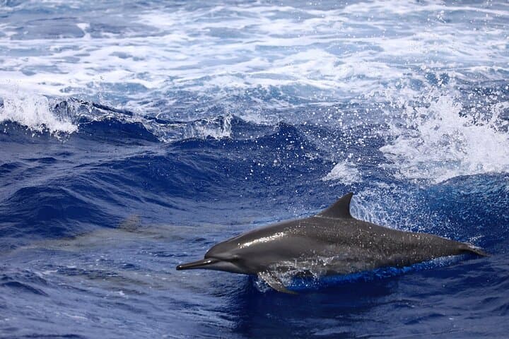 Guam Dolphin Cruise: Snorkel, Fish & Watch Dolphins in Tumon Bay