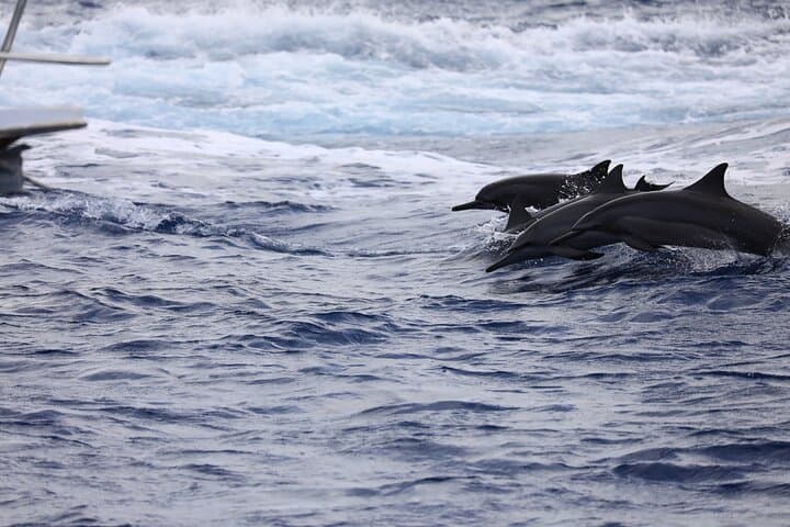 Guam Dolphin Cruise: Snorkel, Fish & Watch Dolphins in Tumon Bay photo 3