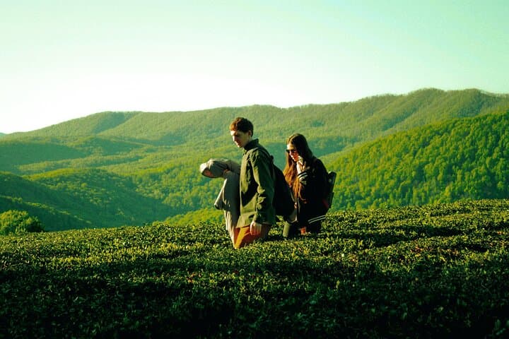 Cameron Highlands Full-Day Private Nature Tour from Kuala Lumpur