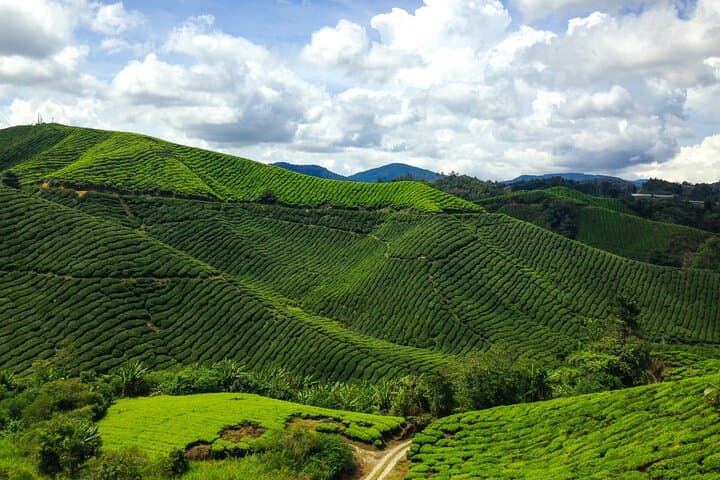 Cameron Highlands Full-Day Private Nature Tour from Kuala Lumpur photo 4