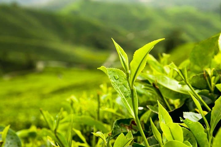 Cameron Highlands Day Tour from Kuala Lumpur — Tea Plantations, Waterfalls & Strawberry Picking photo 4