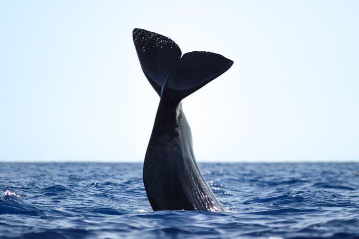 Azores Whale Watching from Ponta Delgada — Biologist-Guided Boat Tours photo 2