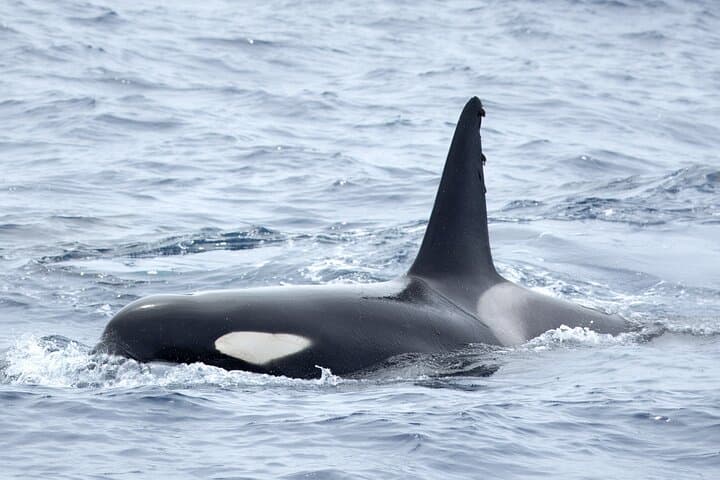 Azores Whale Watching from Ponta Delgada — Biologist-Guided Boat Tours photo 5