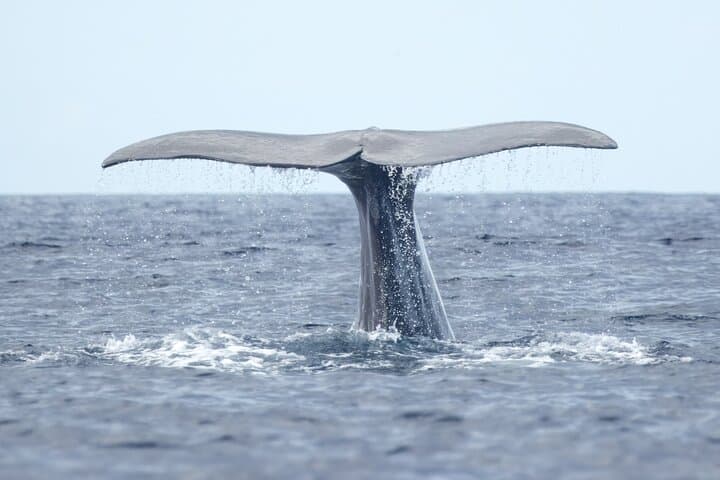 Azores Whale Watching from Ponta Delgada — Biologist-Guided Boat Tours photo 3