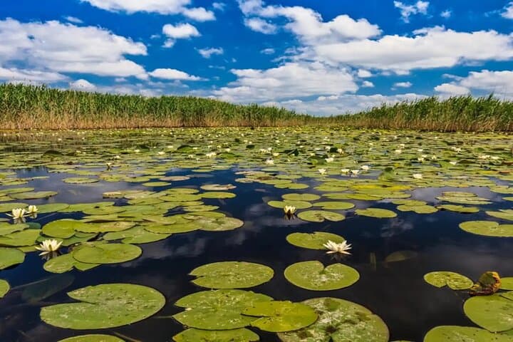 Heart of the Danube Delta: Small-Group Speedboat Tour from Bucharest