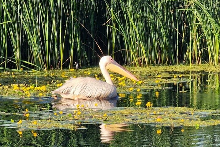 Heart of the Danube Delta: Small-Group Speedboat Tour from Bucharest photo 3