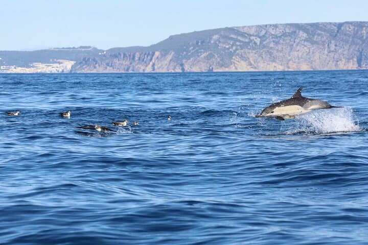 Lisbon RIB Dolphin Watching Ocean Safari — High-Speed Marine Wildlife Encounter photo 1