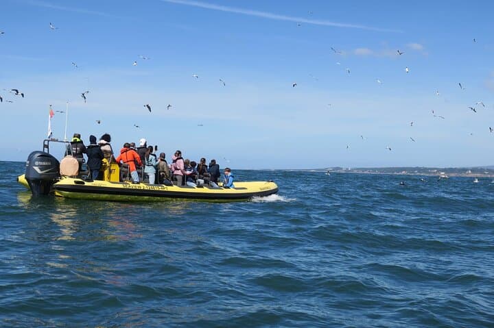 Lisbon RIB Dolphin Watching Ocean Safari — High-Speed Marine Wildlife Encounter photo 2