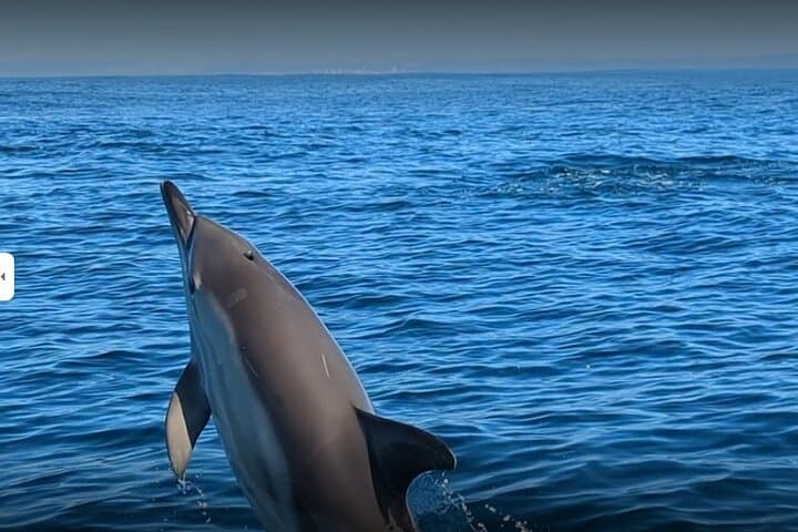 Lisbon RIB Dolphin Watching Ocean Safari — High-Speed Marine Wildlife Encounter photo 3